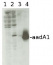 aadA1 | Aminoglycoside adenyltransferase (chloroplast transformation marker)